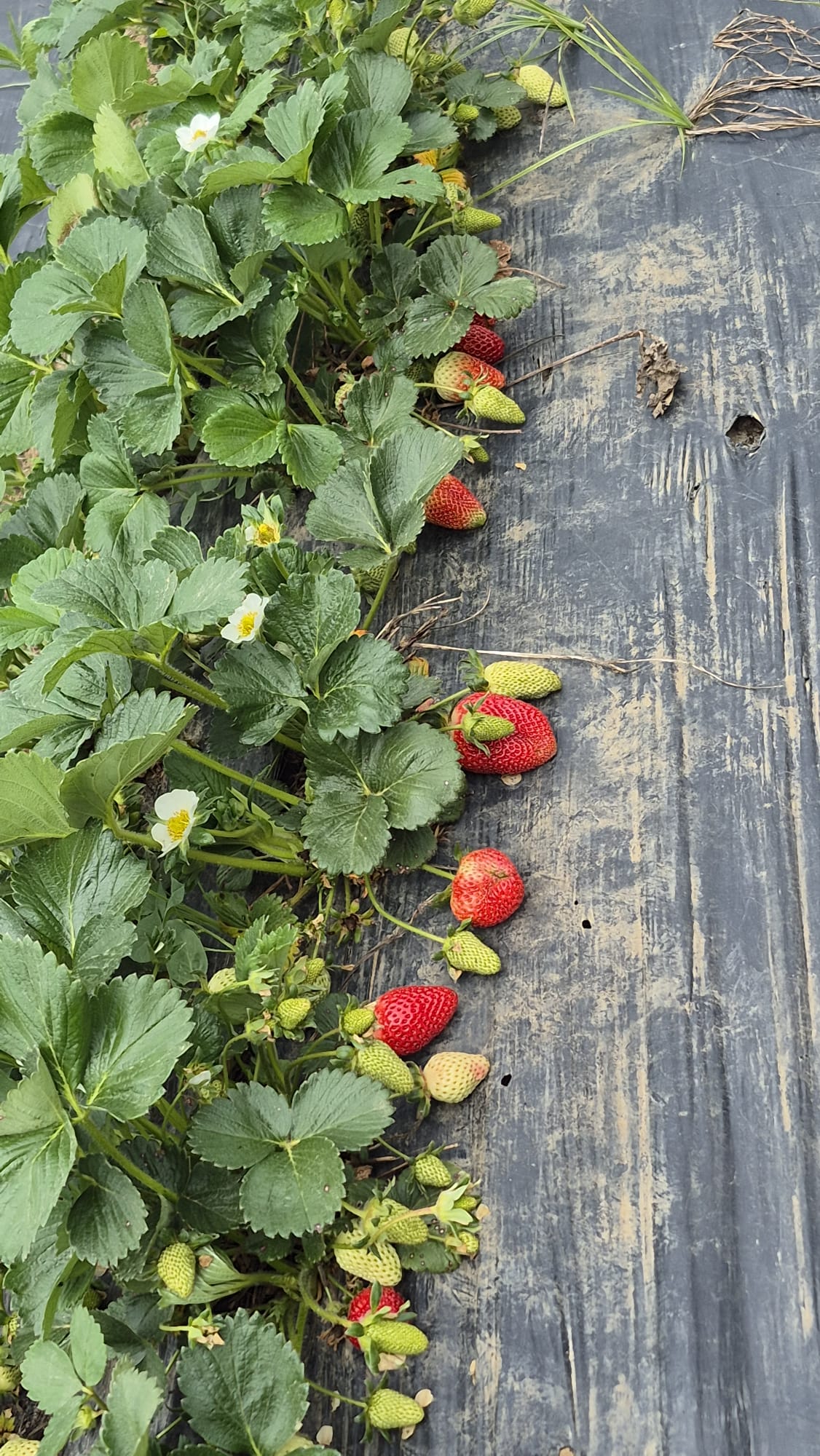 Organik Çilek Üretiminde Kalitenin Önemi - FreshFrut Blog